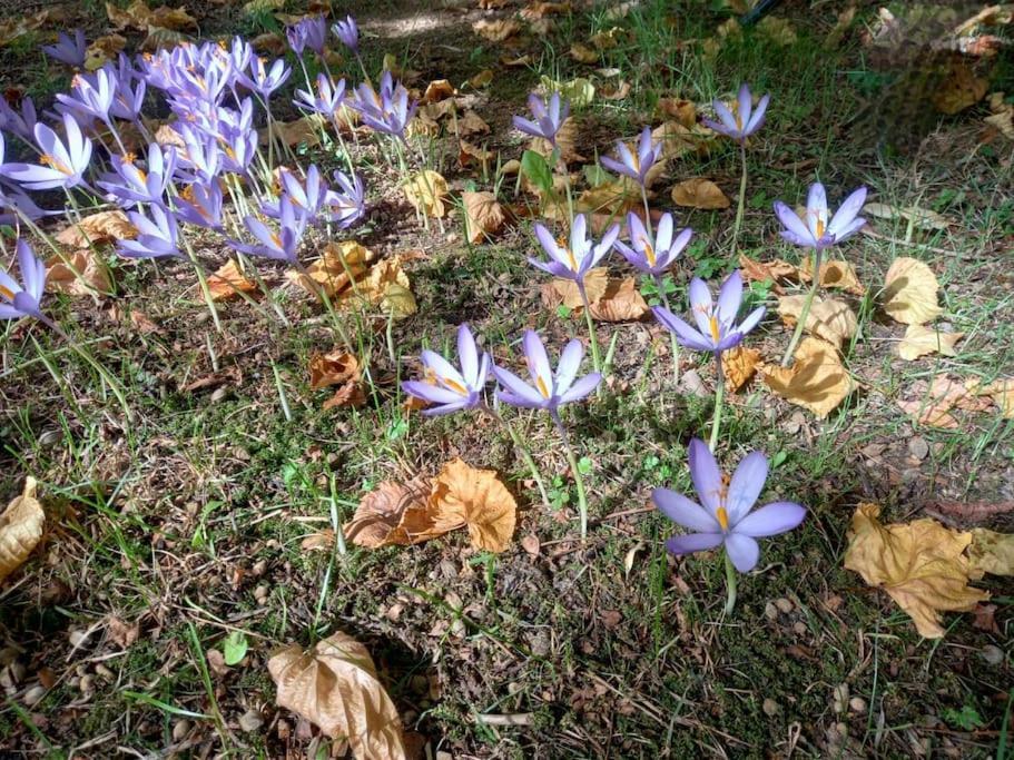 Gite L'Enclos O Rendez-Vous Roquefeuil-Pays De Sault- Avec Jardin Екстер'єр фото