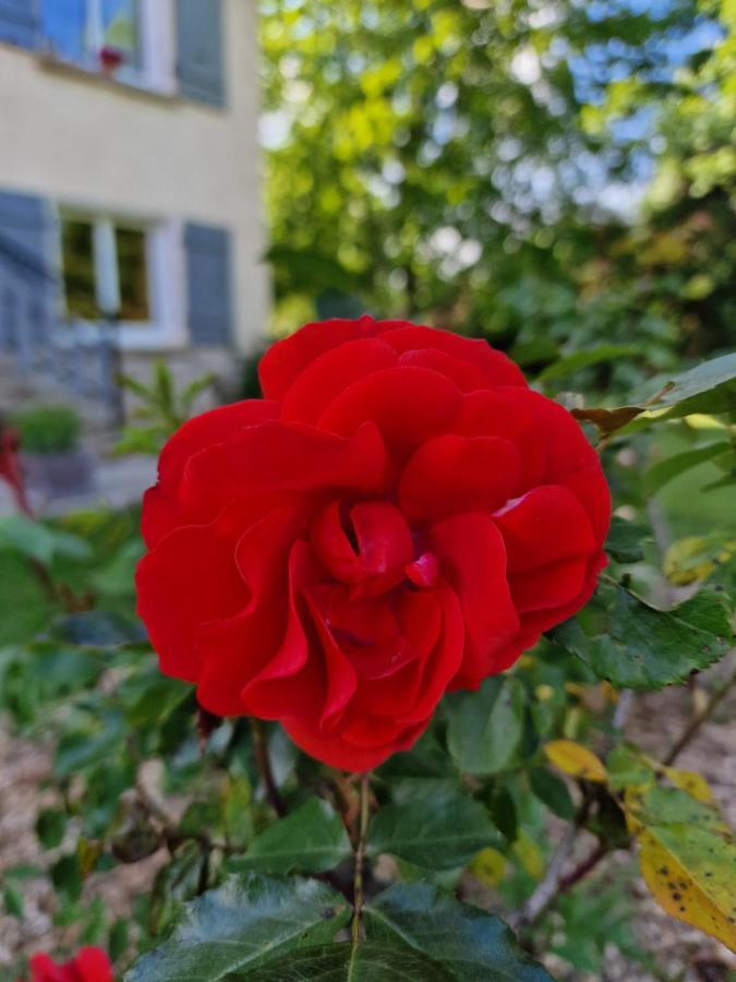 Gite L'Enclos O Rendez-Vous Roquefeuil-Pays De Sault- Avec Jardin Екстер'єр фото